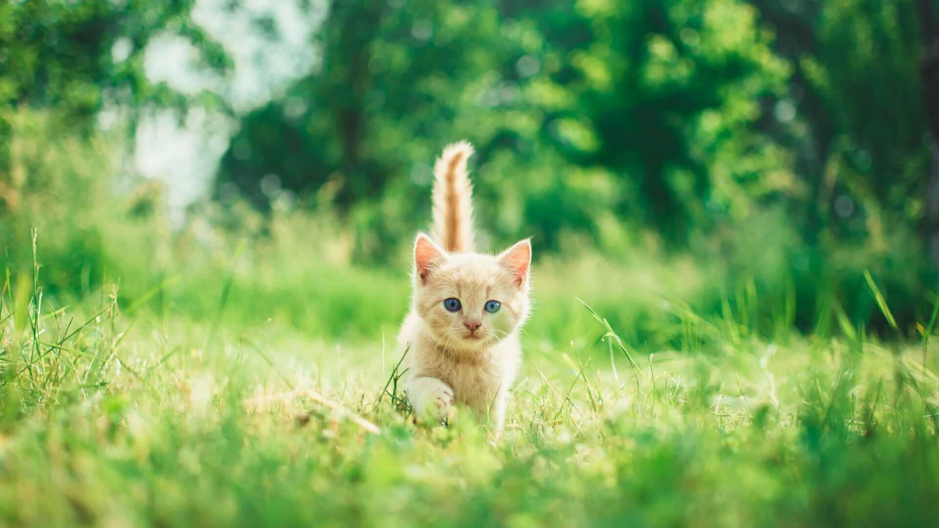 Offerte verzekering hond kat poes, Maes Group